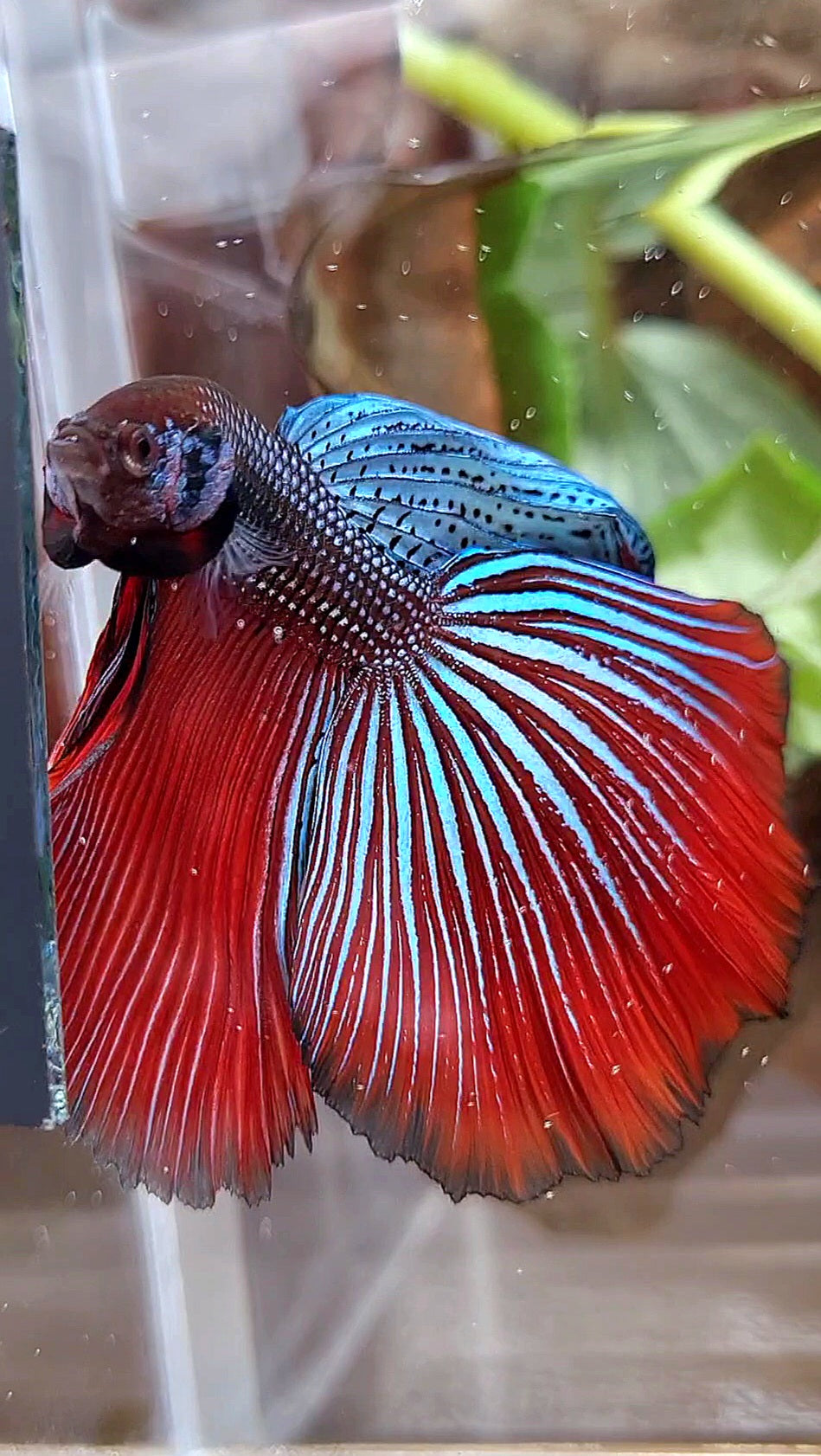 LUXURY XL HALFMOON OVERTAIL SPLENDENS HYBRID WILD BETTA FISH