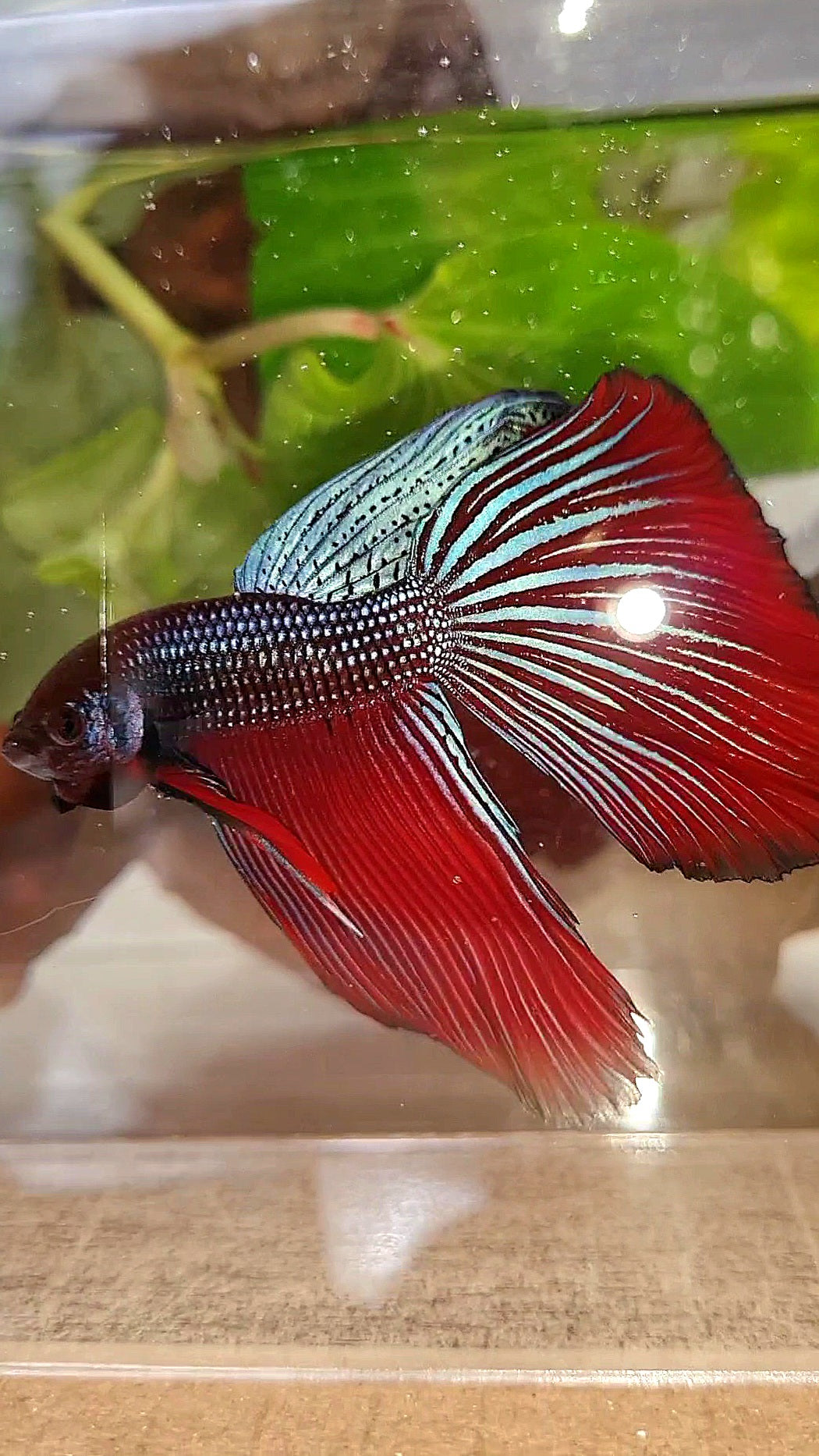 LUXURY XL HALFMOON OVERTAIL SPLENDENS HYBRID WILD BETTA FISH