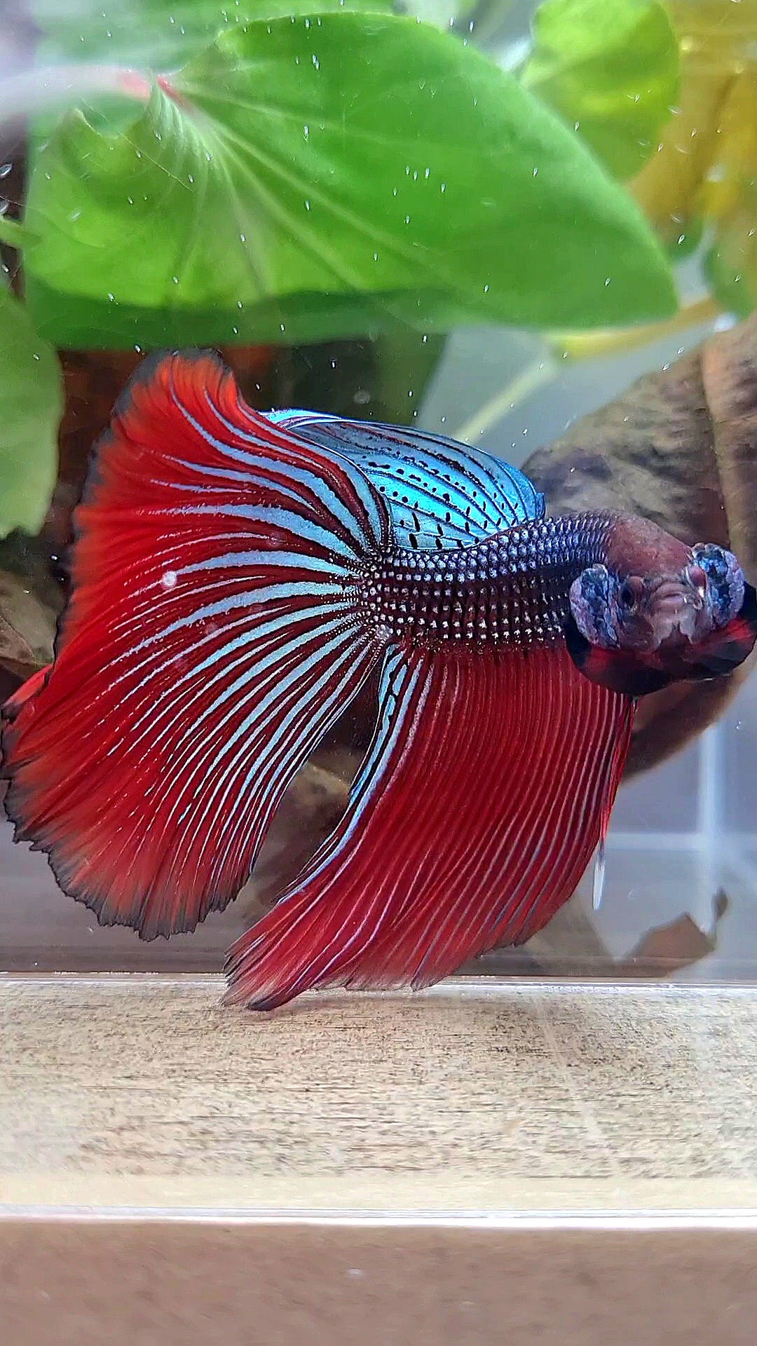 LUXURY XL HALFMOON OVERTAIL SPLENDENS HYBRID WILD BETTA FISH