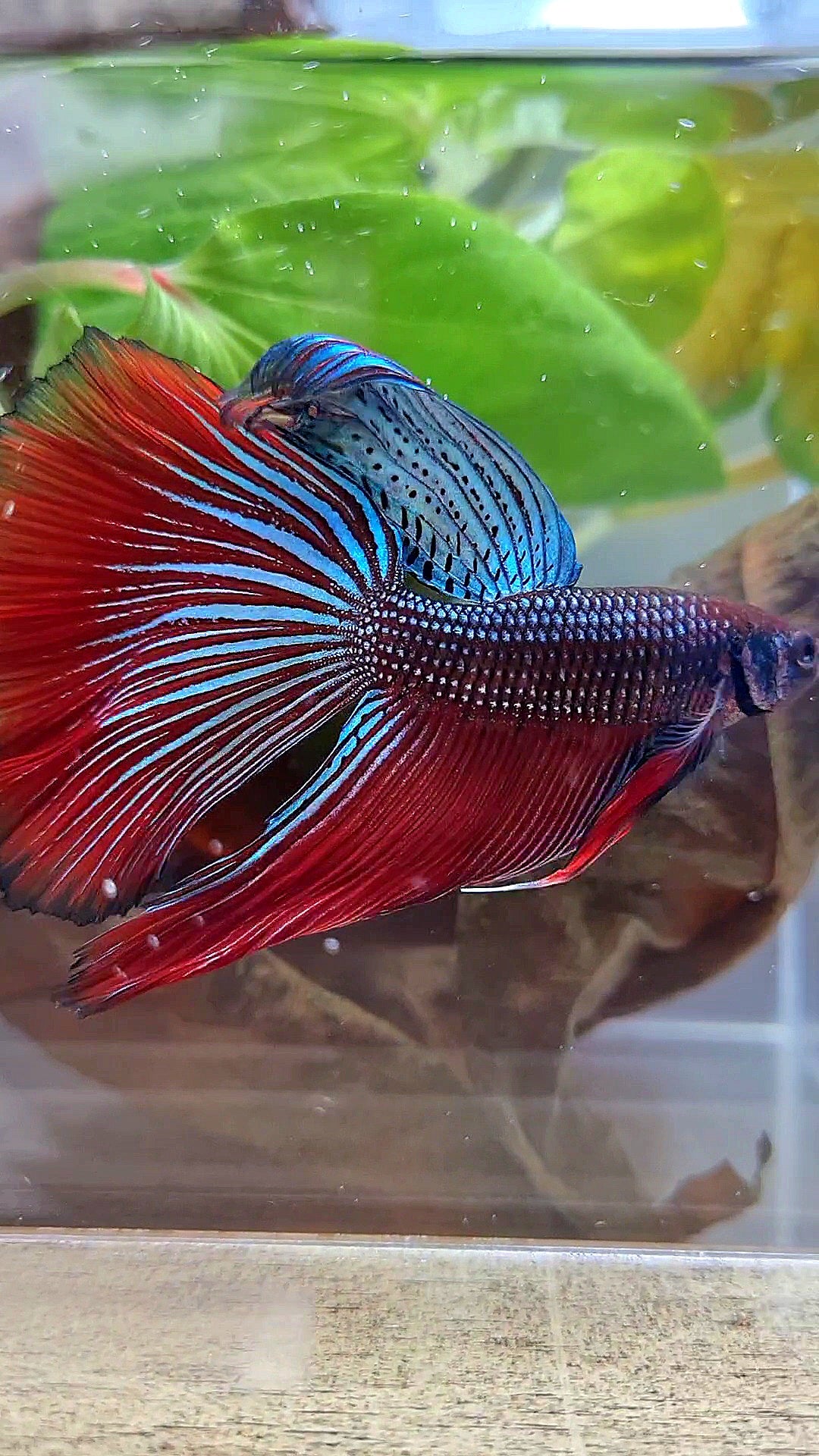 LUXURY XL HALFMOON OVERTAIL SPLENDENS HYBRID WILD BETTA FISH