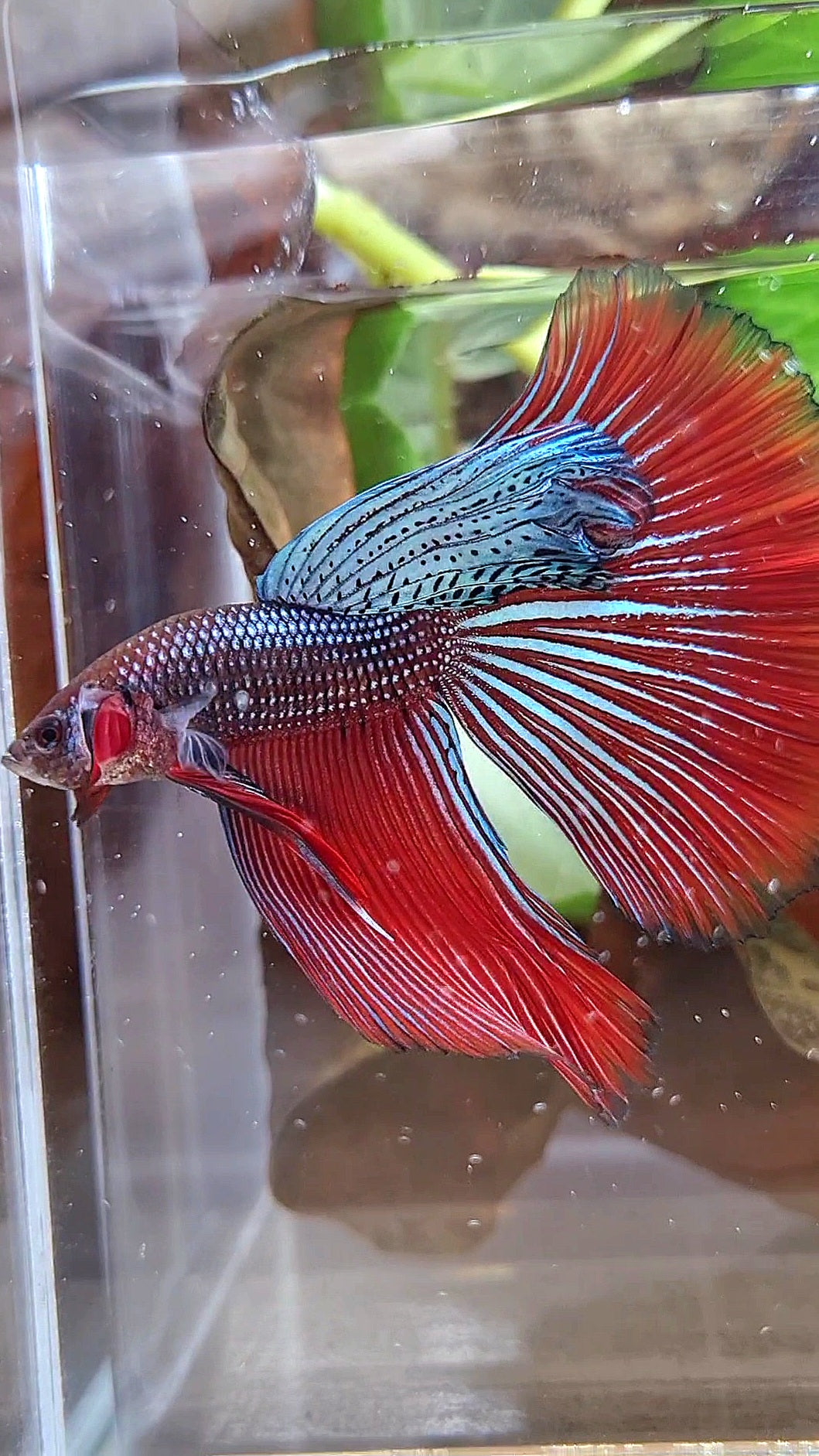 LUXURY XL HALFMOON OVERTAIL SPLENDENS HYBRID WILD BETTA FISH