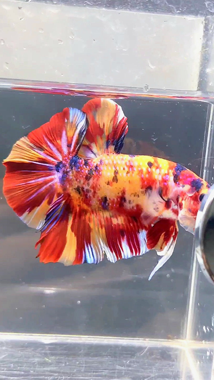 GIANT HMPK BO 5.3CM FIRE MULTICOLOR BETTA FISH
