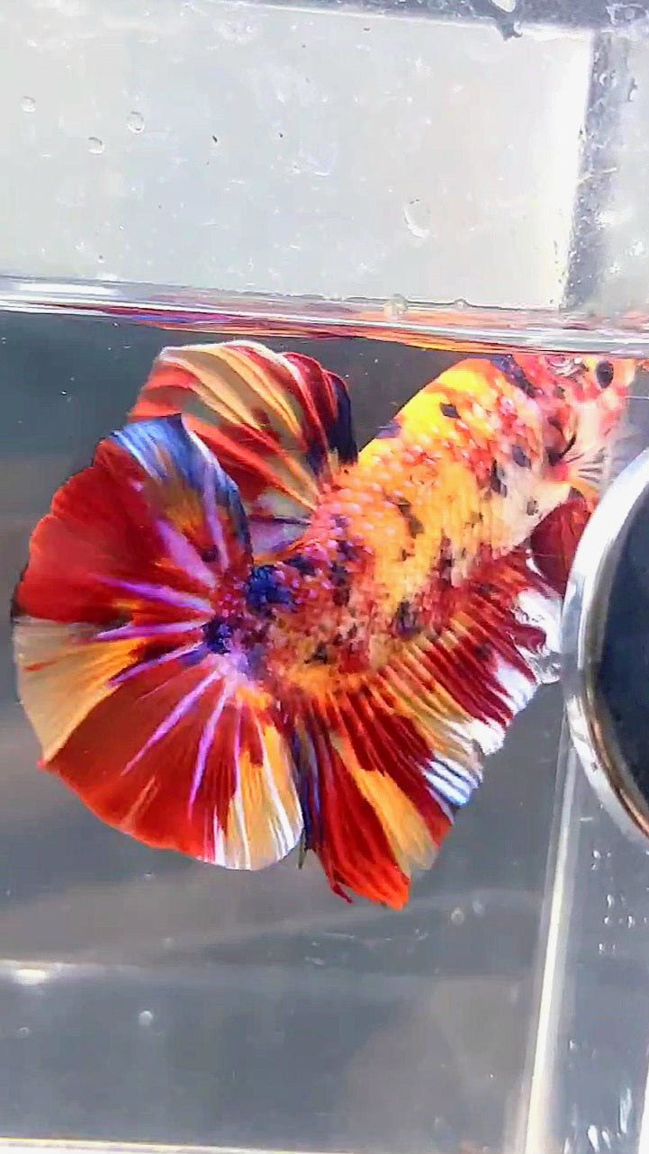 GIANT HMPK BO 5.3CM FIRE MULTICOLOR BETTA FISH