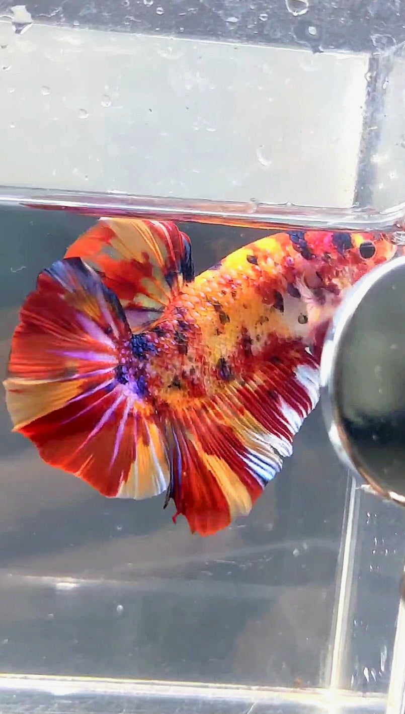 GIANT HMPK BO 5.3CM FIRE MULTICOLOR BETTA FISH