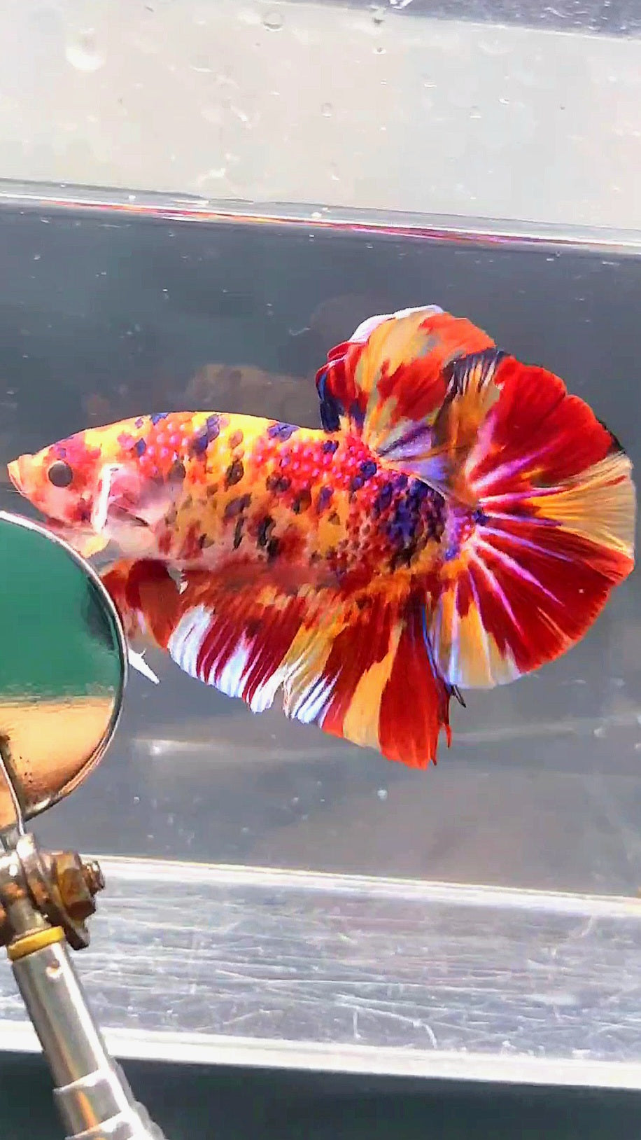 GIANT HMPK BO 5.3CM FIRE MULTICOLOR BETTA FISH
