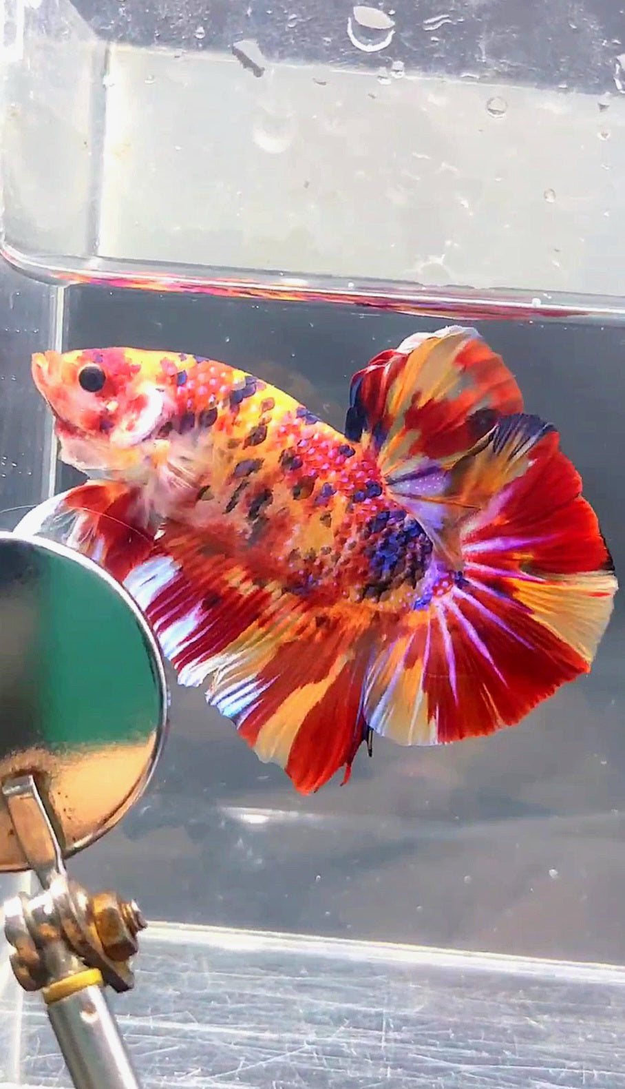 GIANT HMPK BO 5.3CM FIRE MULTICOLOR BETTA FISH
