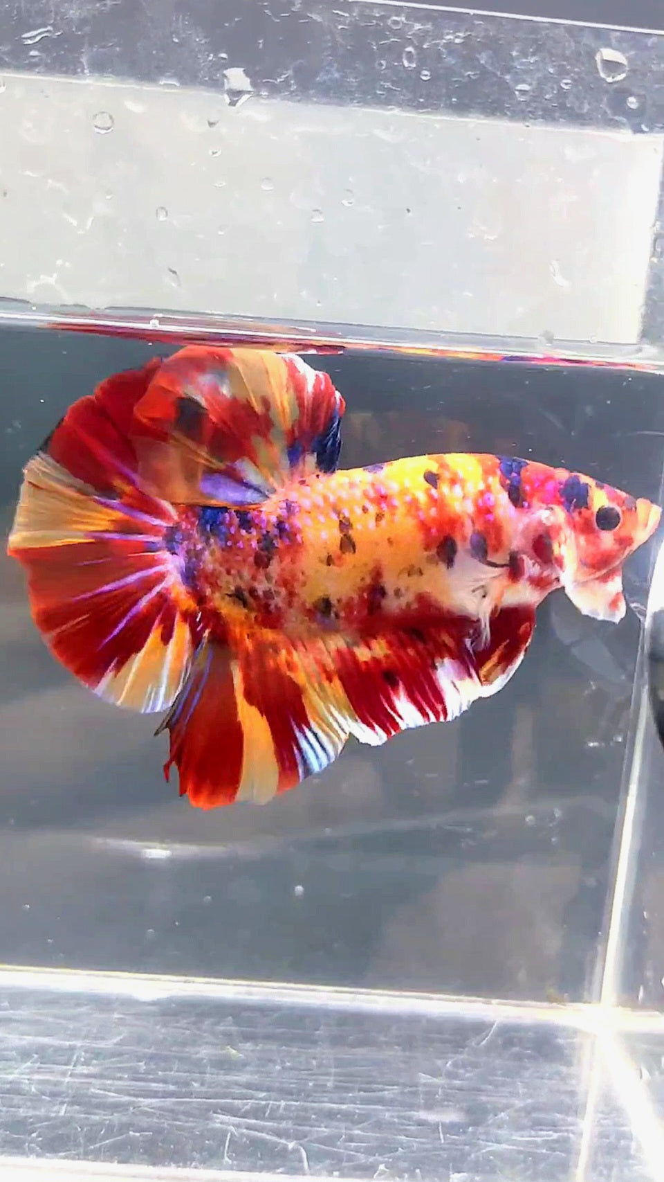 GIANT HMPK BO 5.3CM FIRE MULTICOLOR BETTA FISH