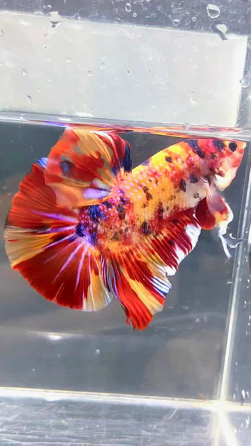 GIANT HMPK BO 5.3CM FIRE MULTICOLOR BETTA FISH