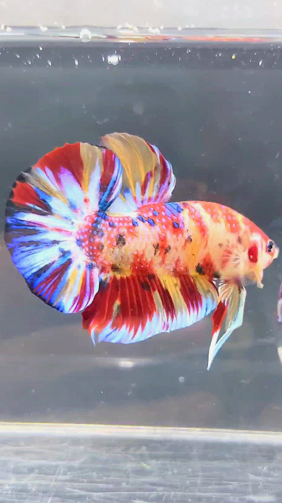 GIANT HMPK BO 4.6CM KOI MULTICOLOR BETTA FISH