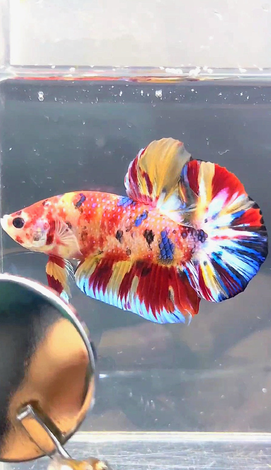 GIANT HMPK BO 4.6CM KOI MULTICOLOR BETTA FISH