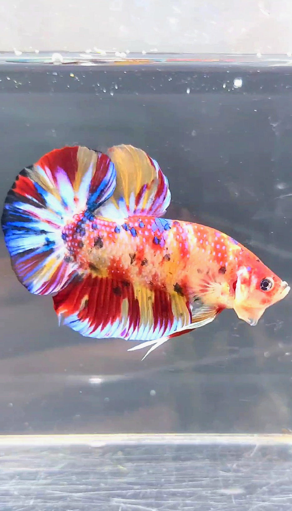 GIANT HMPK BO 4.6CM KOI MULTICOLOR BETTA FISH