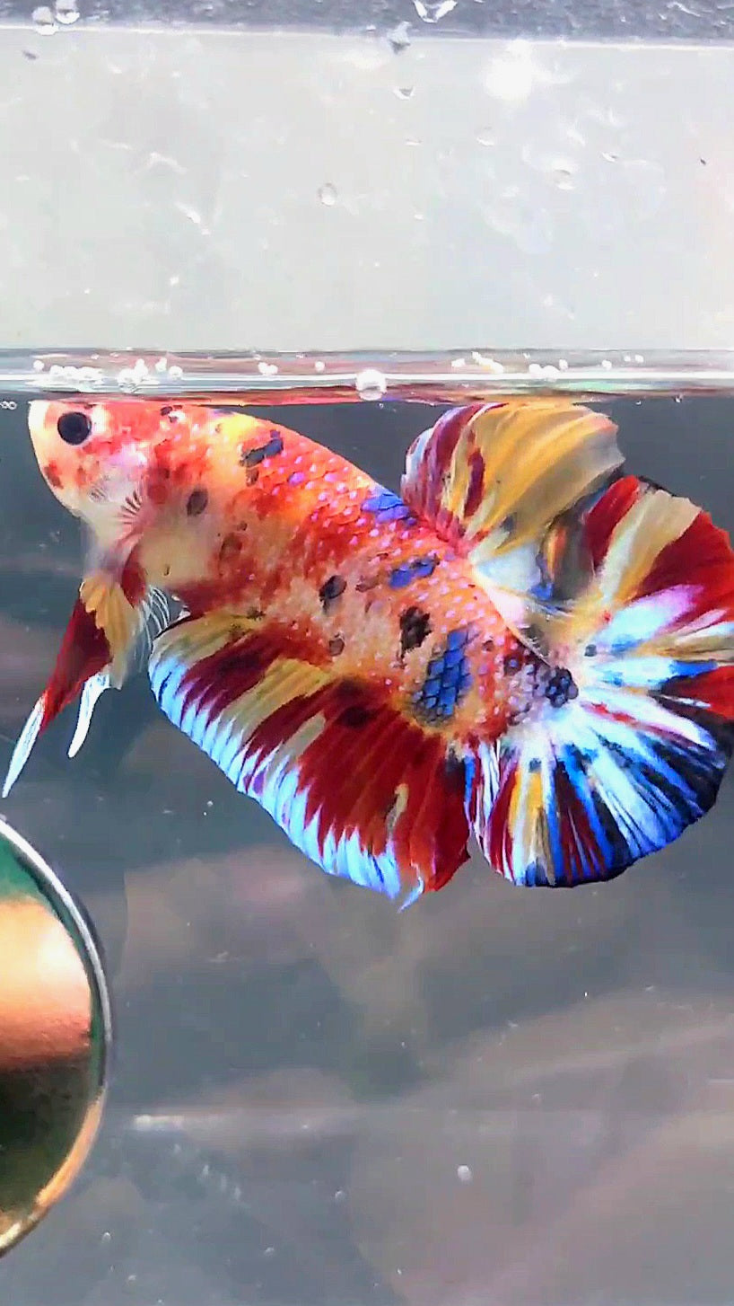 GIANT HMPK BO 4.6CM KOI MULTICOLOR BETTA FISH