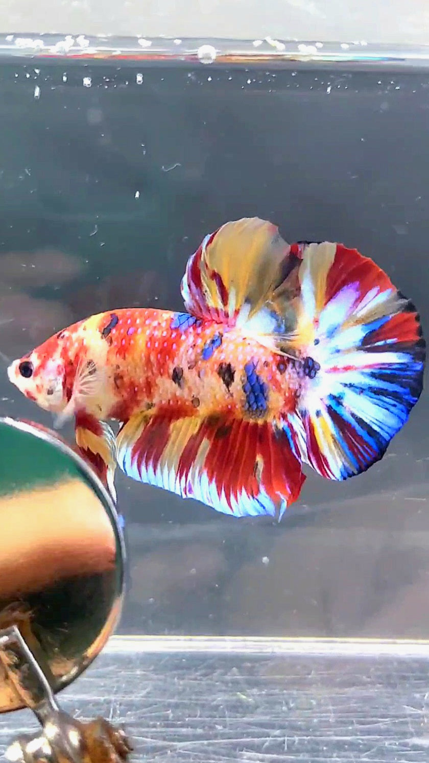 GIANT HMPK BO 4.6CM KOI MULTICOLOR BETTA FISH