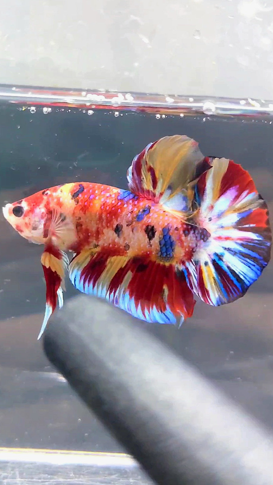 GIANT HMPK BO 4.6CM KOI MULTICOLOR BETTA FISH