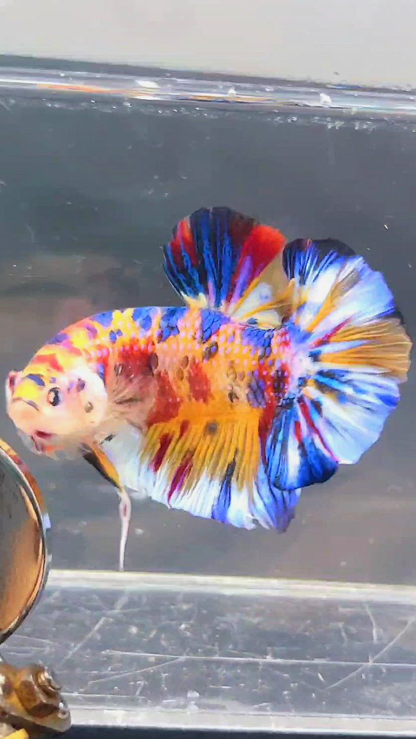 GIANT HMPK BO 5CM KOI MULTICOLOR BETTA FISH
