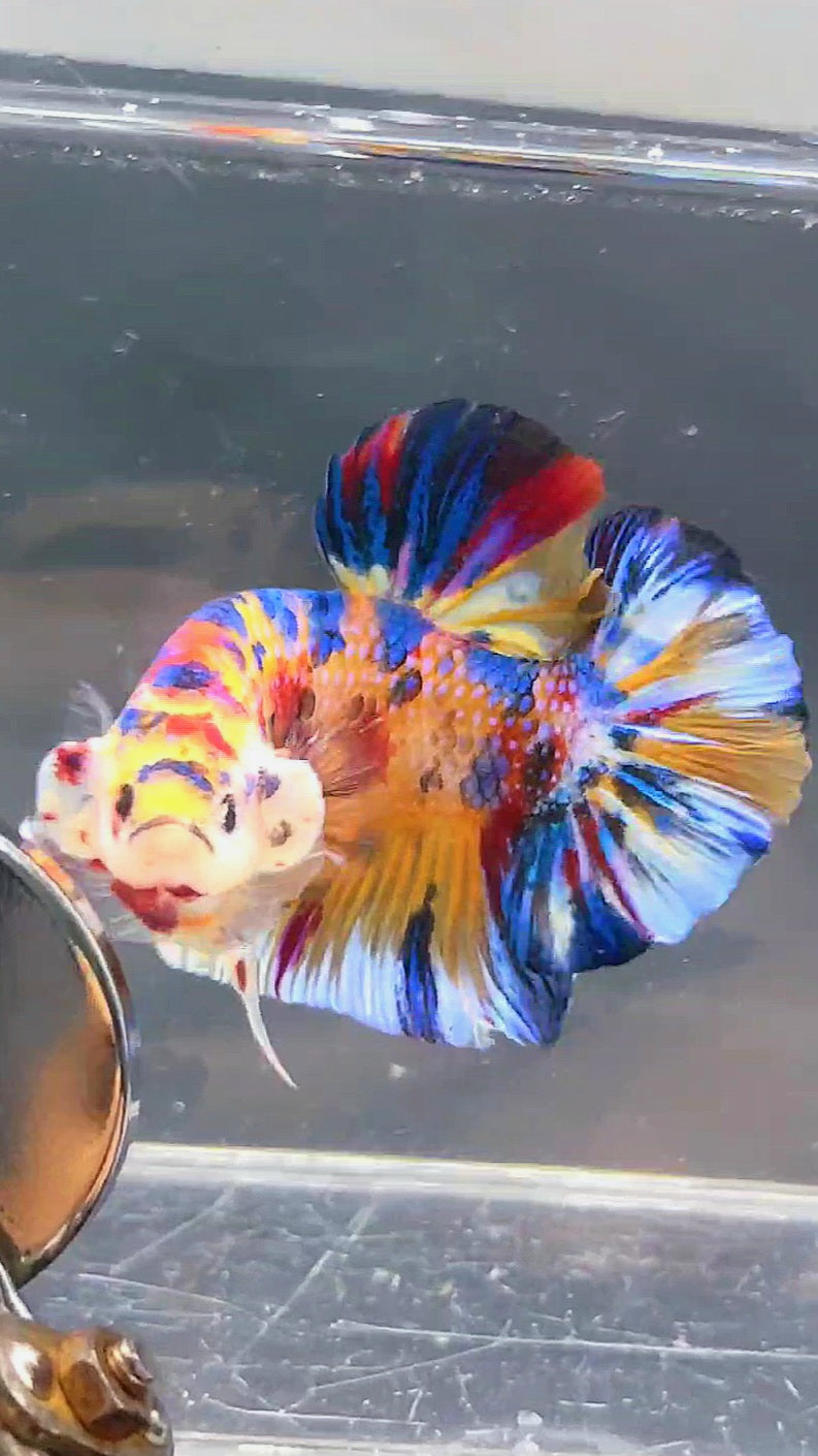 GIANT HMPK BO 5CM KOI MULTICOLOR BETTA FISH