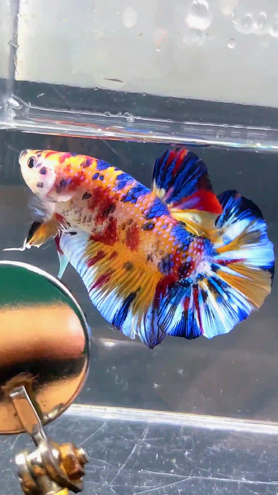 GIANT HMPK BO 5CM KOI MULTICOLOR BETTA FISH