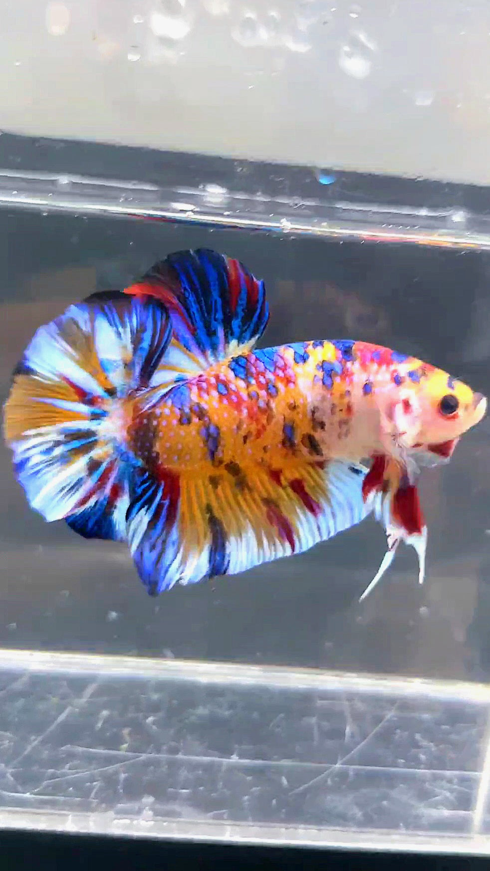 GIANT HMPK BO 5CM KOI MULTICOLOR BETTA FISH