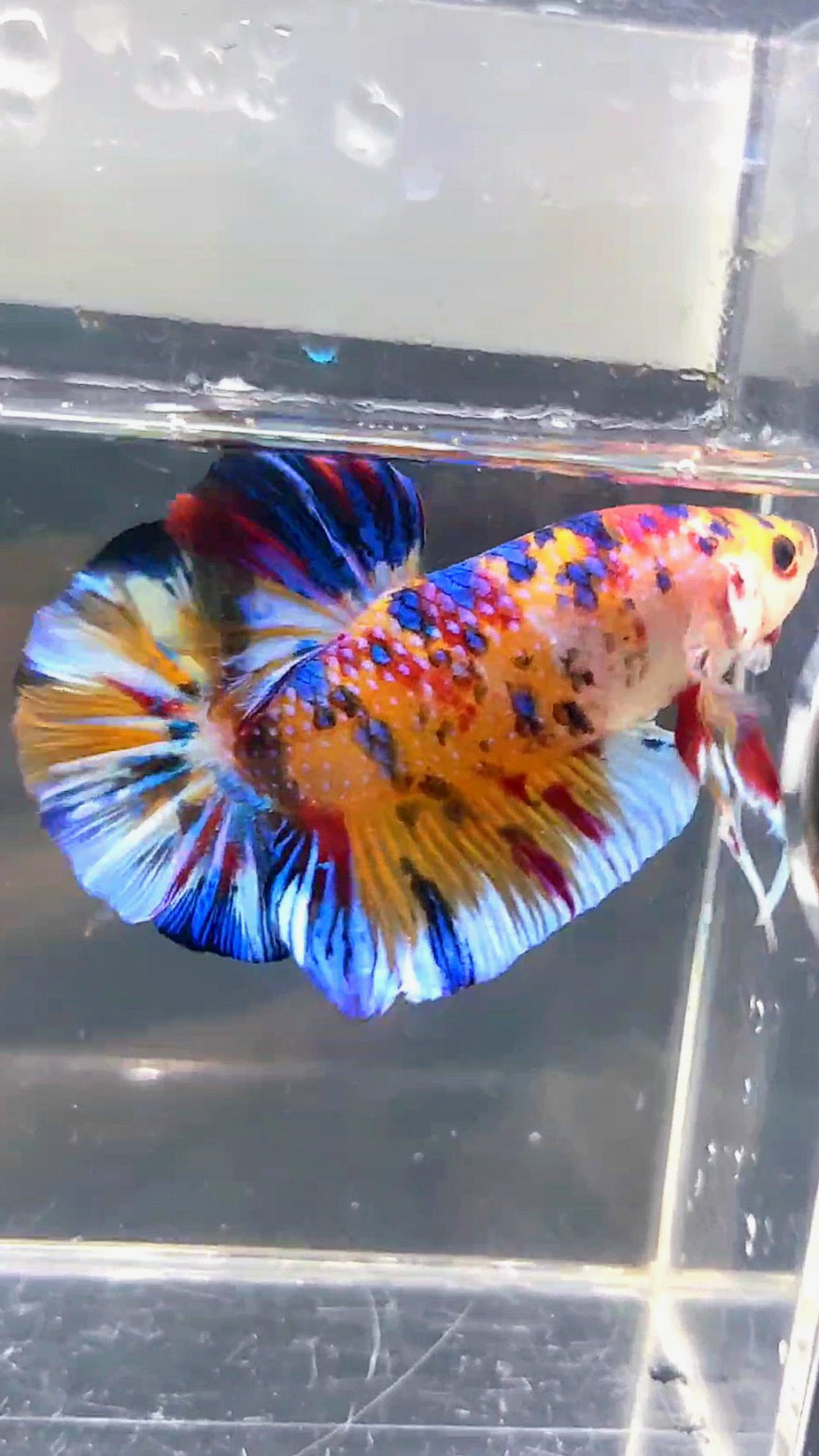 GIANT HMPK BO 5CM KOI MULTICOLOR BETTA FISH
