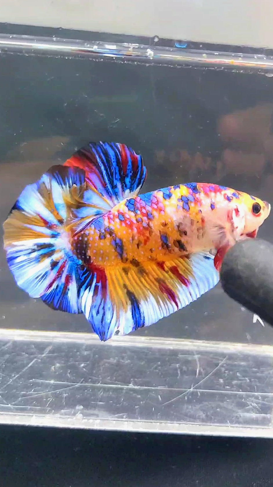 GIANT HMPK BO 5CM KOI MULTICOLOR BETTA FISH
