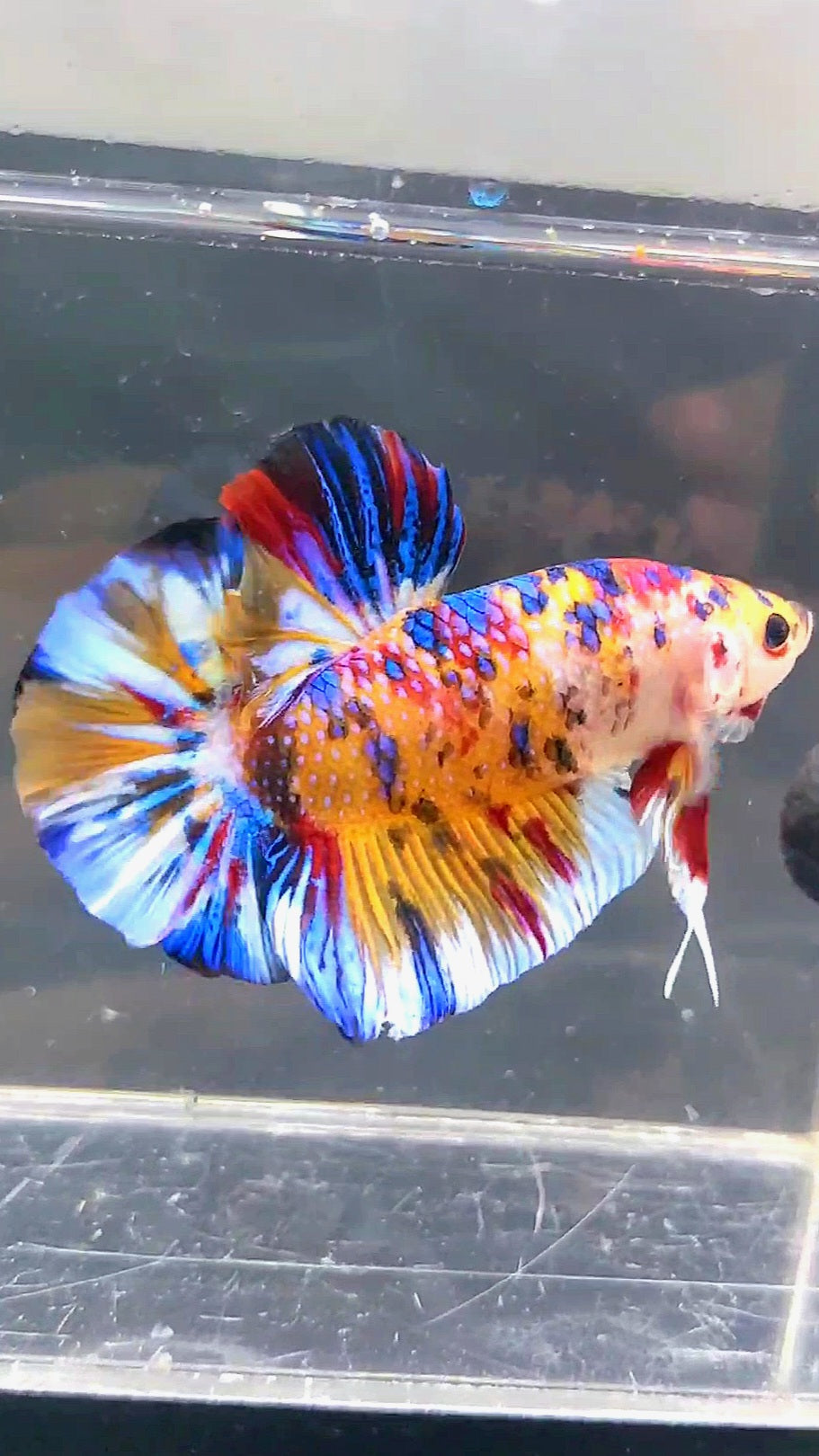 GIANT HMPK BO 5CM KOI MULTICOLOR BETTA FISH