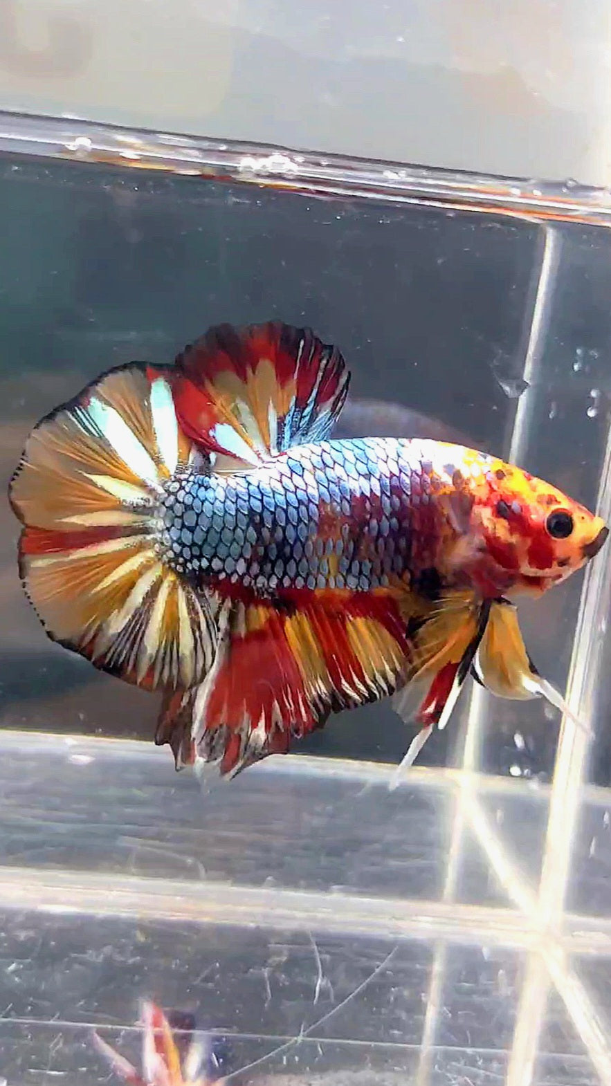 GIANT HMPK BO 4.8CM FANCY COPPER FIRE MULTICOLOR BETTA FISH