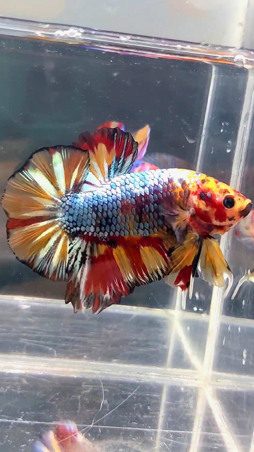 GIANT HMPK BO 4.8CM FANCY COPPER FIRE MULTICOLOR BETTA FISH