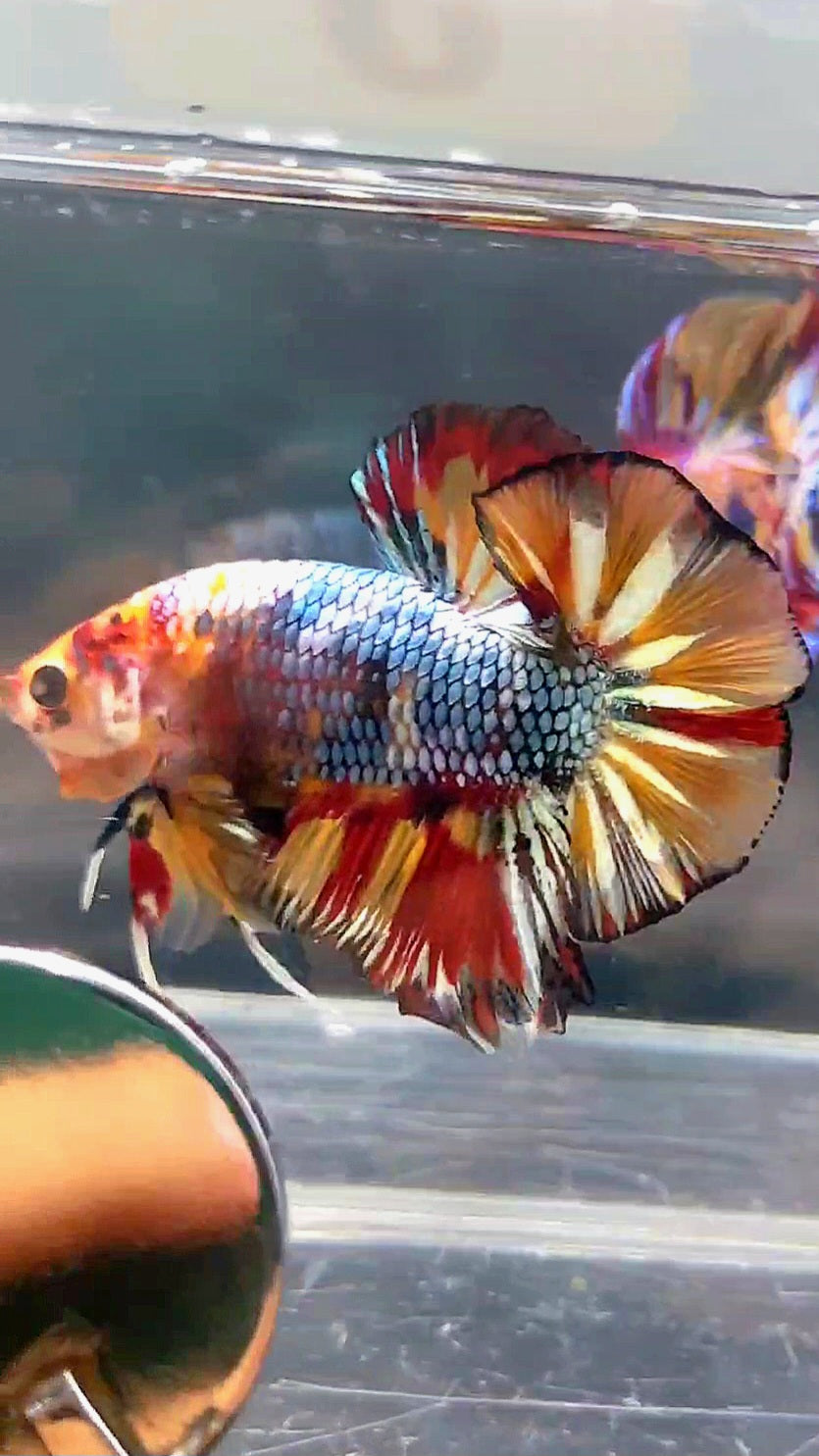 GIANT HMPK BO 4.8CM FANCY COPPER FIRE MULTICOLOR BETTA FISH