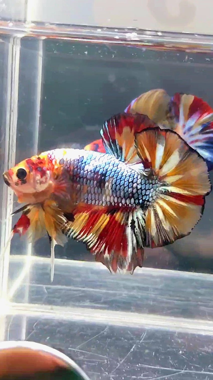 GIANT HMPK BO 4.8CM FANCY COPPER FIRE MULTICOLOR BETTA FISH