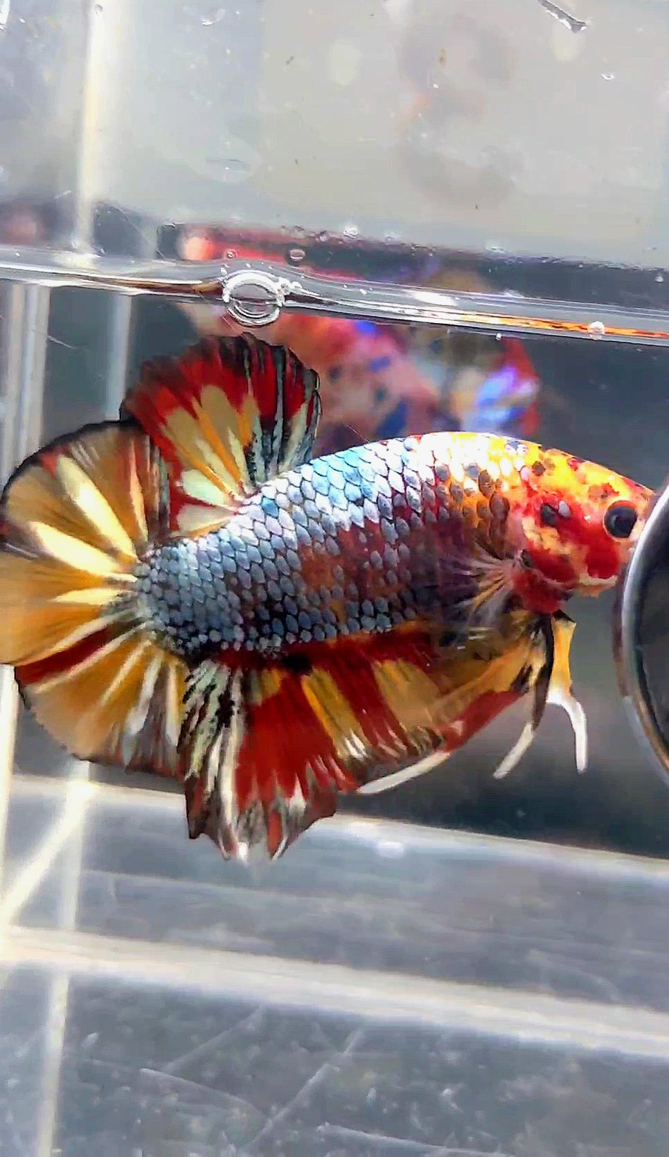 GIANT HMPK BO 4.8CM FANCY COPPER FIRE MULTICOLOR BETTA FISH