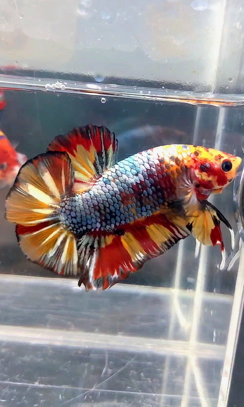 GIANT HMPK BO 4.8CM FANCY COPPER FIRE MULTICOLOR BETTA FISH