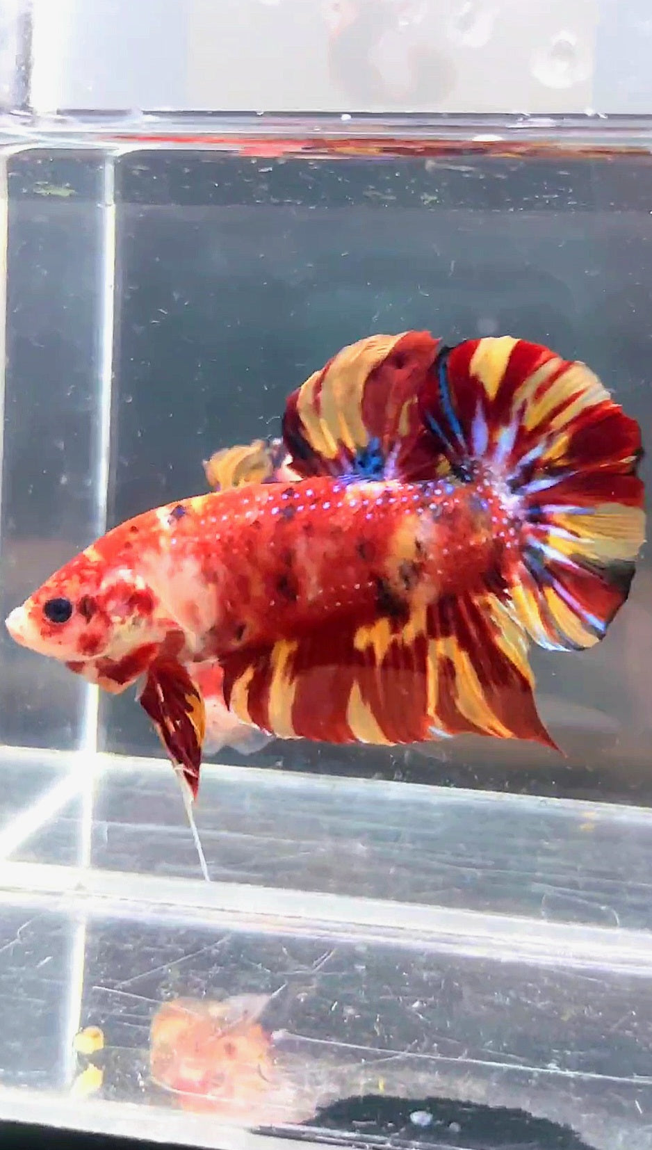 GIANT PLAKAT BO 5CM LEOPARD FIRE MARBLE MULTICOLOR BETTA FISH