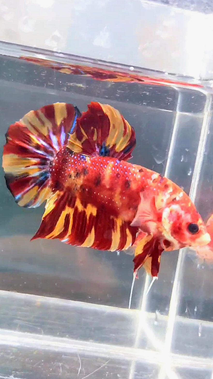 GIANT PLAKAT BO 5CM LEOPARD FIRE MARBLE MULTICOLOR BETTA FISH