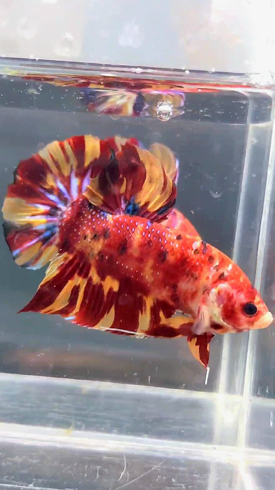 GIANT PLAKAT BO 5CM LEOPARD FIRE MARBLE MULTICOLOR BETTA FISH