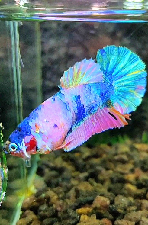 FEMALE PLAKAT BLUE PINK MULTICOLOR BETTA FISH