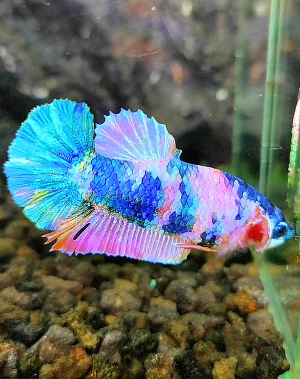 FEMALE PLAKAT BLUE PINK MULTICOLOR BETTA FISH