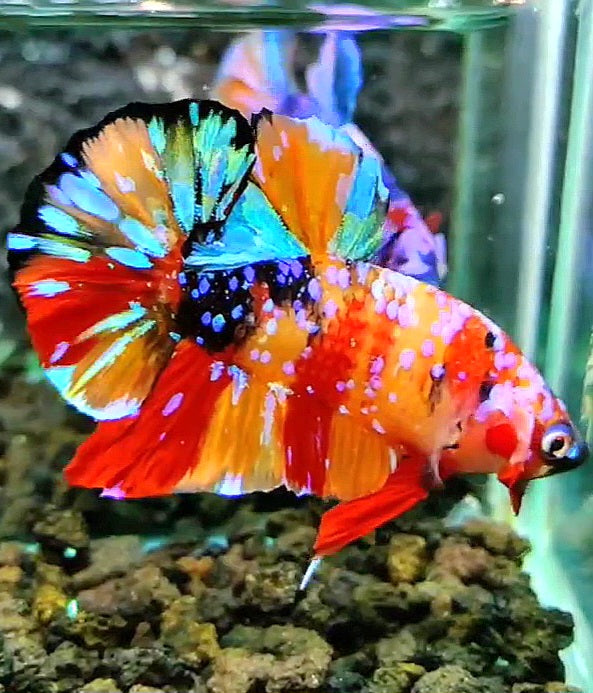 PLAKAT SUPER GALAXY MULTICOLOR BETTA FISH