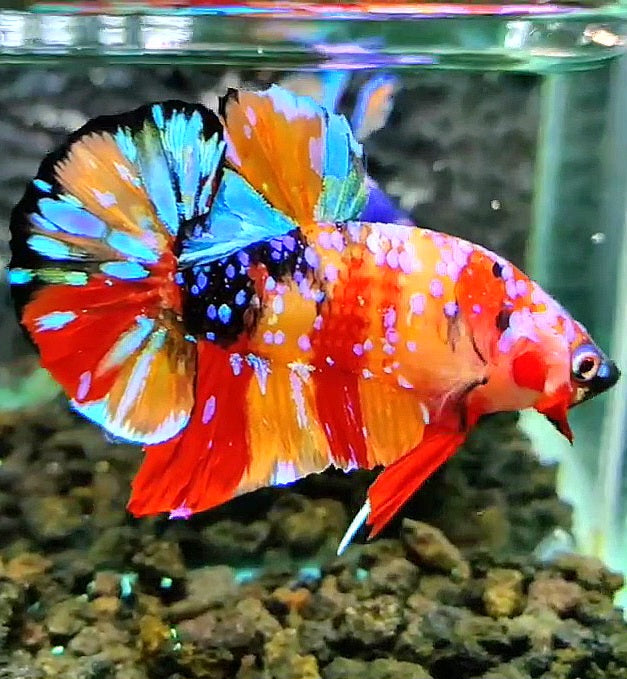 PLAKAT SUPER GALAXY MULTICOLOR BETTA FISH