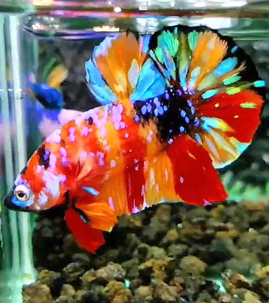 PLAKAT SUPER GALAXY MULTICOLOR BETTA FISH