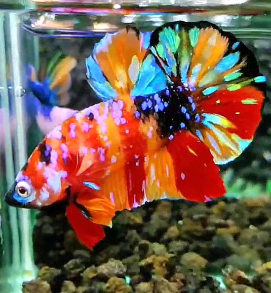 PLAKAT SUPER GALAXY MULTICOLOR BETTA FISH