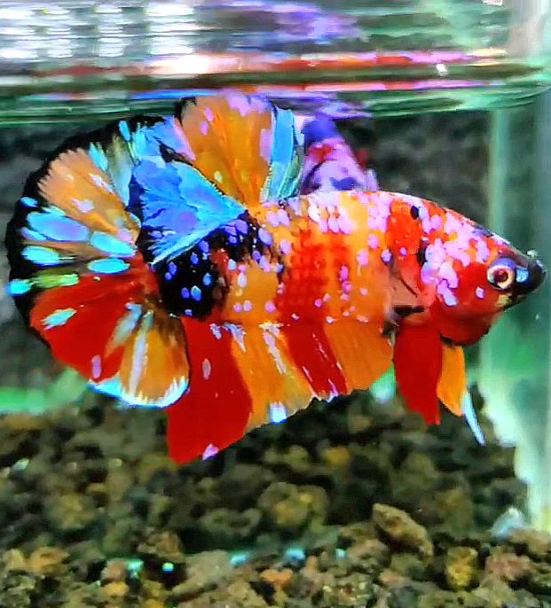 PLAKAT SUPER GALAXY MULTICOLOR BETTA FISH
