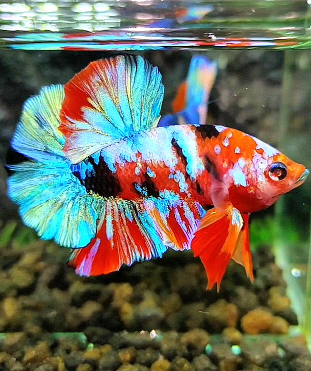 PLAKAT GALAXY MULTICOLOR BETTA FISH