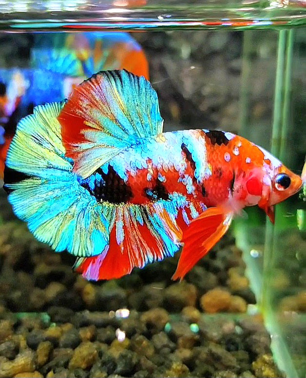 PLAKAT GALAXY MULTICOLOR BETTA FISH
