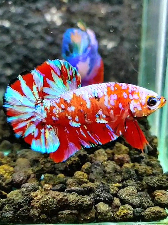 PLAKAT RED PURPLE SUPER GALAXY MULTICOLOR BETTA FISH