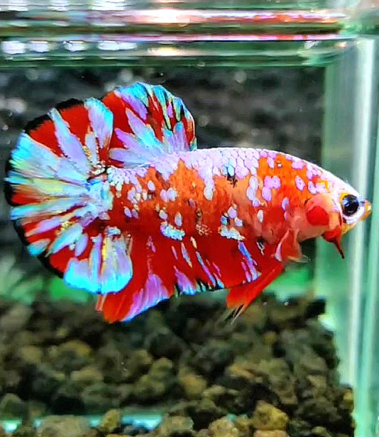 PLAKAT RED PURPLE SUPER GALAXY MULTICOLOR BETTA FISH