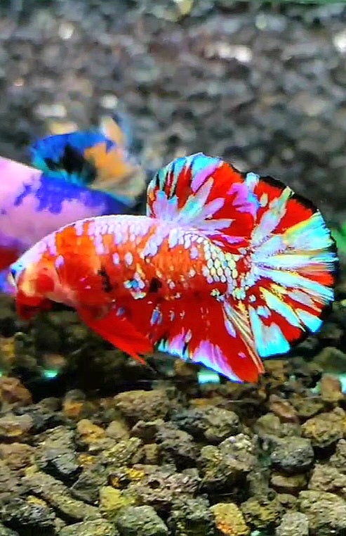 PLAKAT RED PURPLE SUPER GALAXY MULTICOLOR BETTA FISH