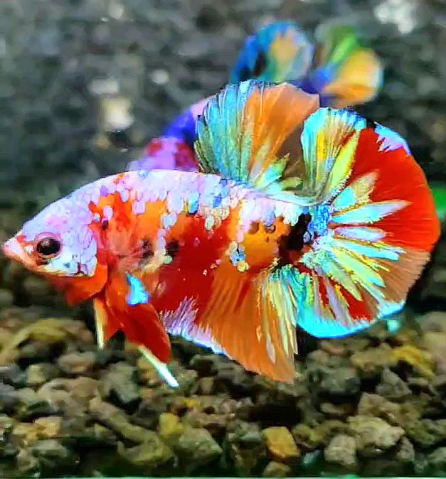 PLAKAT GALAXY MULTICOLOR BETTA FISH