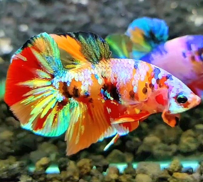 PLAKAT GALAXY MULTICOLOR BETTA FISH