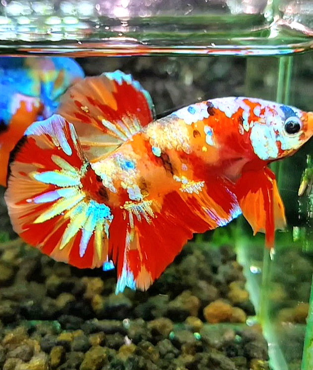 PLAKAT ORANGE SUPER GALAXY MULTICOLOR BETTA FISH