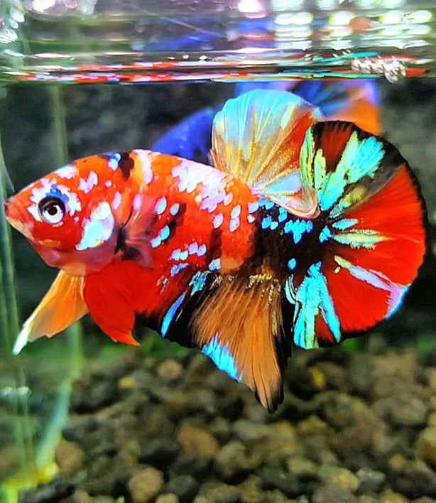 PLAKAT SUPER GALAXY MULTICOLOR BETTA FISH